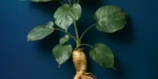 Dong Quai Root Extract
